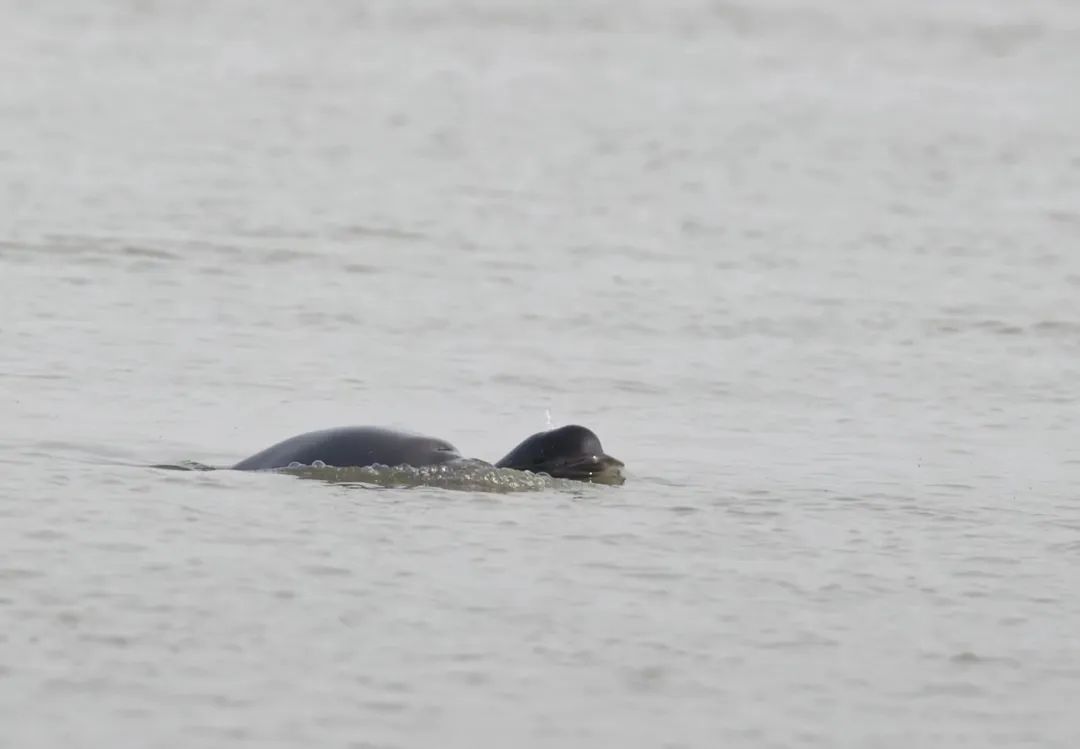 长江江豚频频现身武汉,原因公开 - 武汉市人民政府门户网站