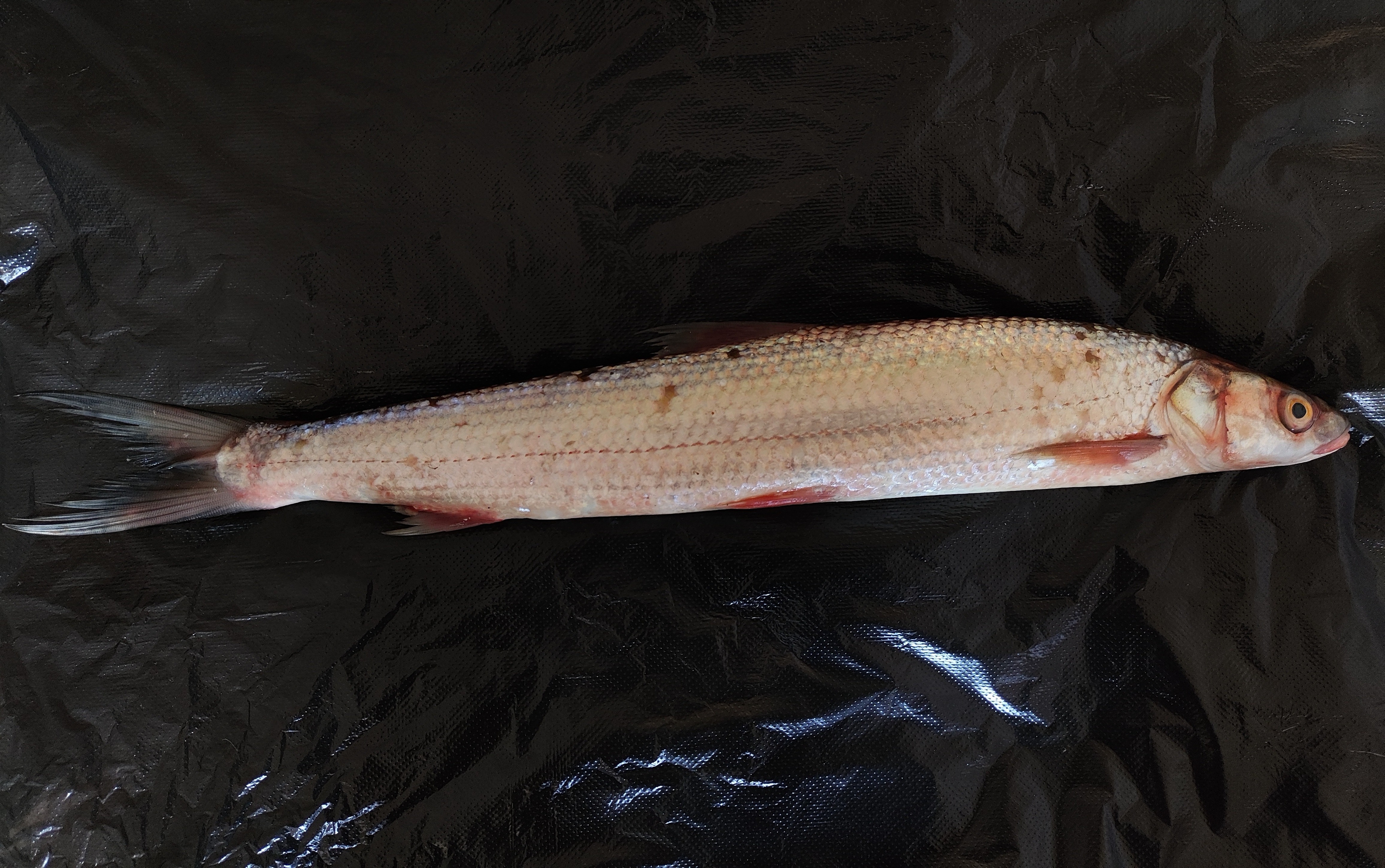 极度濒危物种!府河水域发现珍稀鱼类——鳤 - 武汉市人民政府门户网站