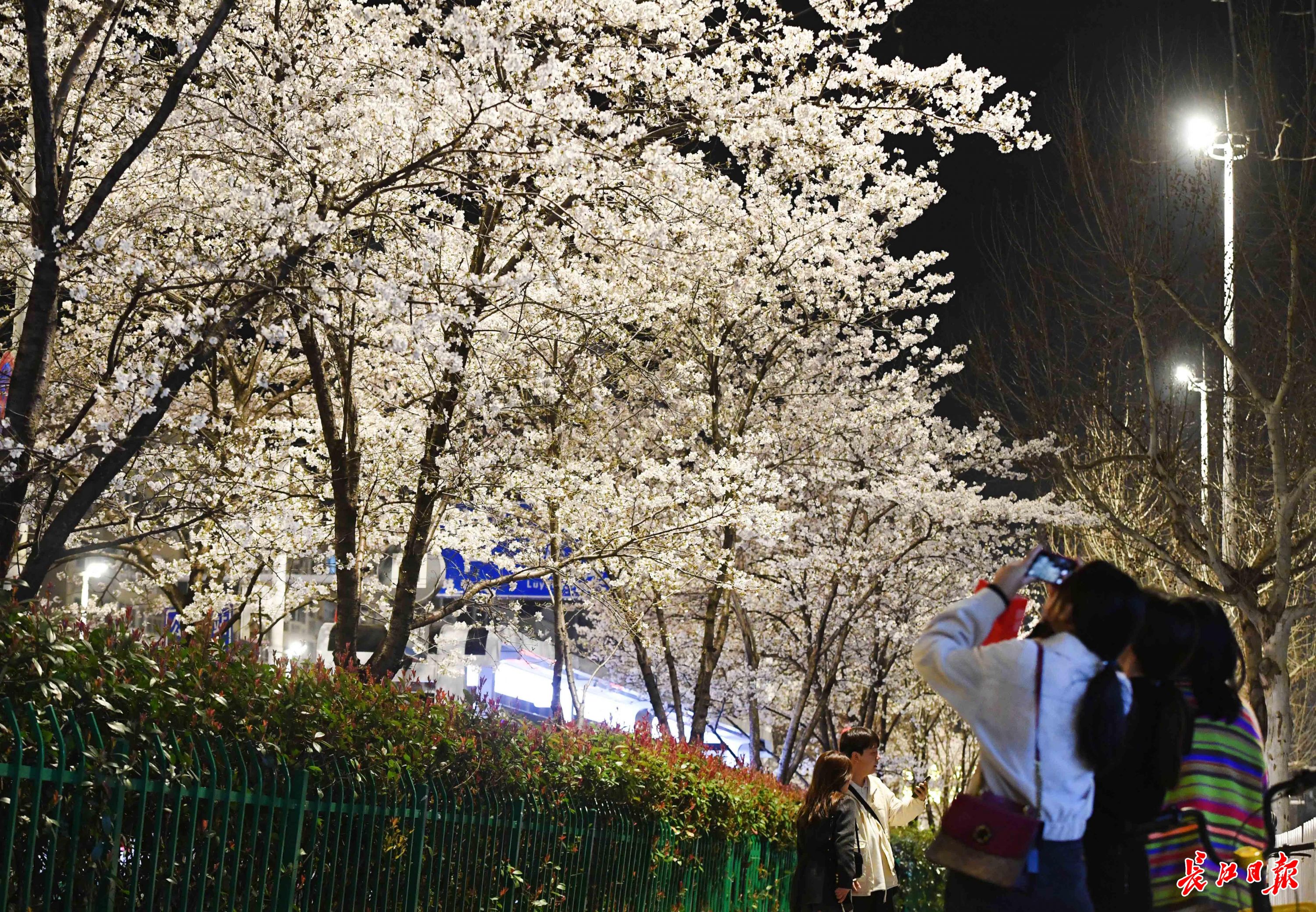 夜樱缤纷!武汉樱花公交车站太出片了 - 武汉市人民政府门户网站