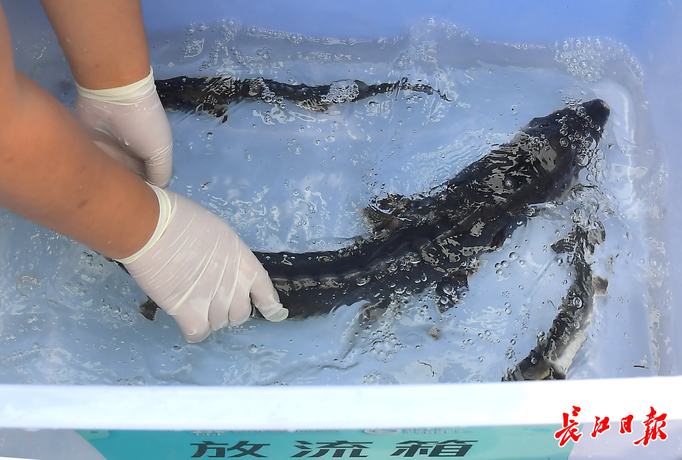 "长江有鱼"科学放流 你也可以参与