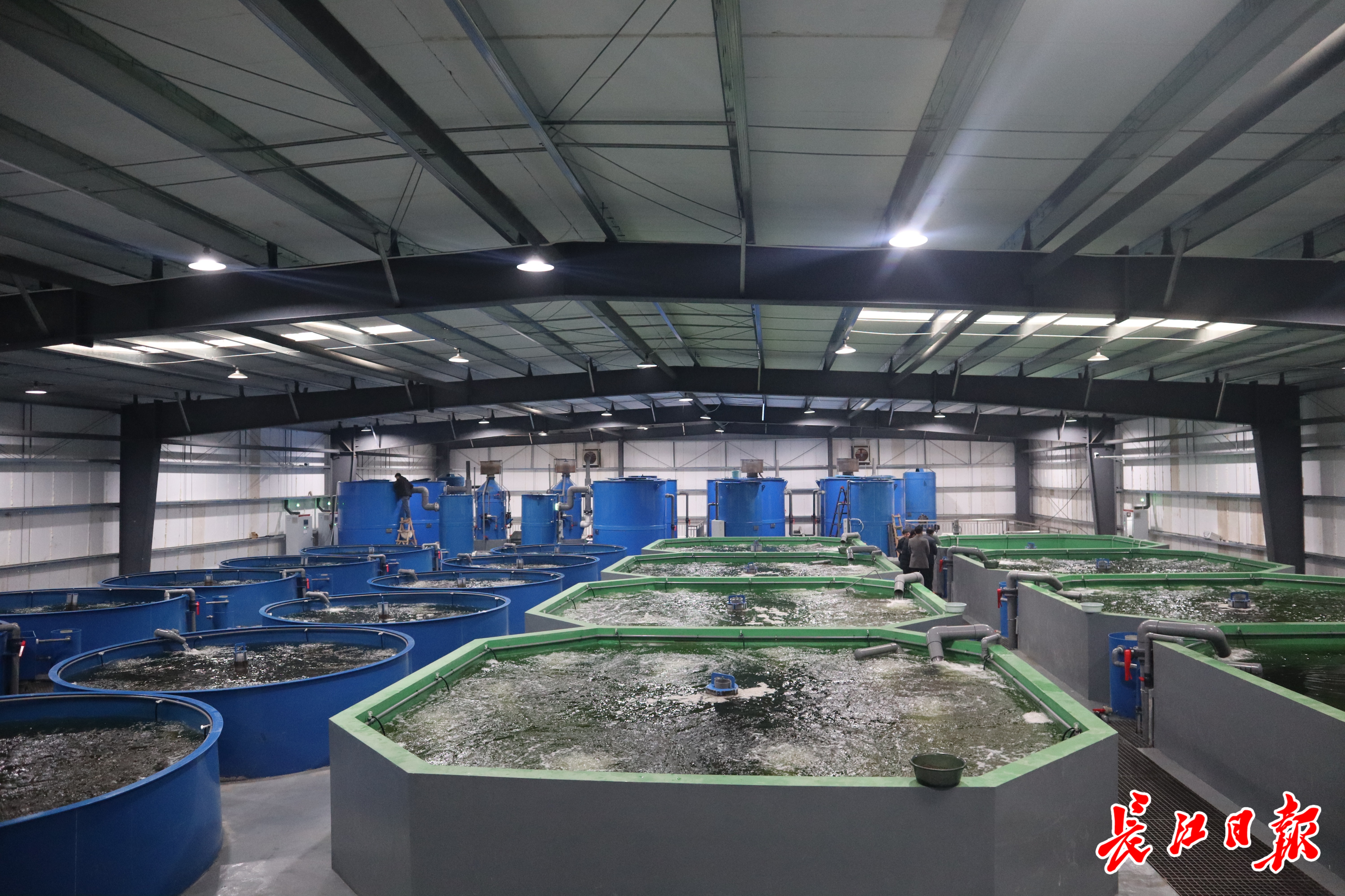 武汉有个"空中鱼厂" 26层高楼养海鲜 活鱼2小时直送市民餐桌